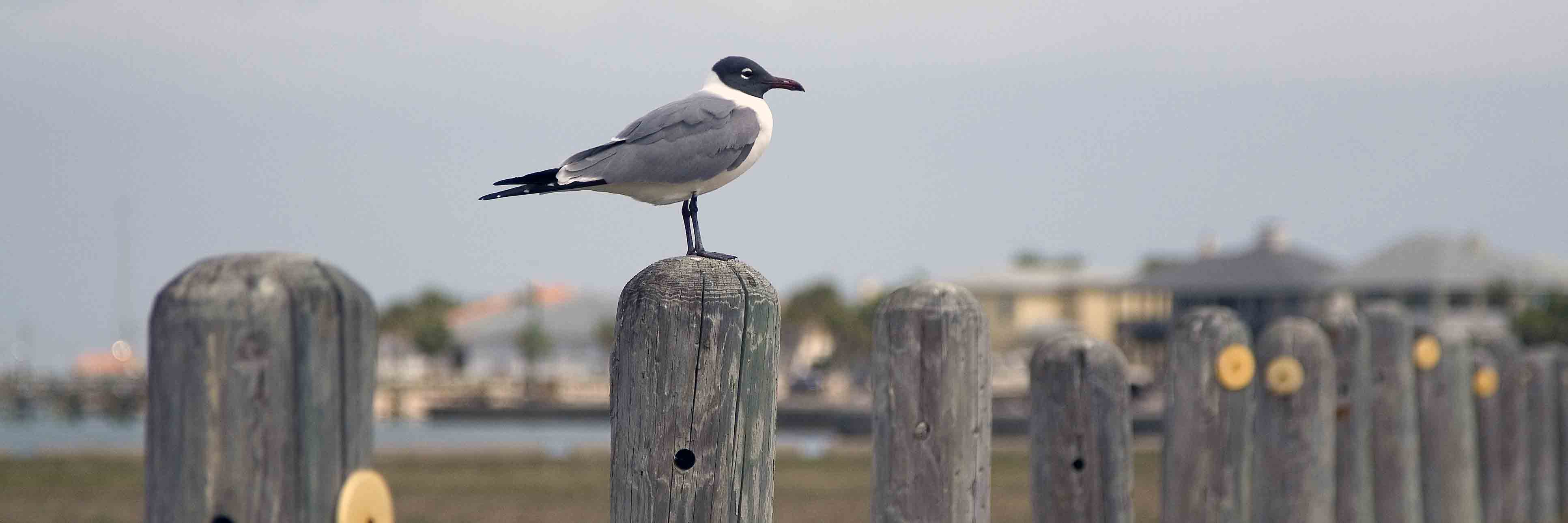 Bird on a post in Port Aransas Texas