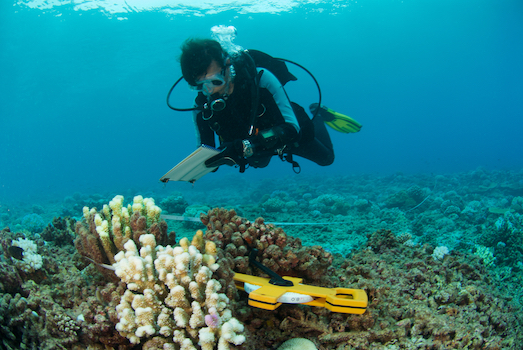 Marine Biologist