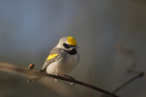 warbler bird on branch warbler bird on branch