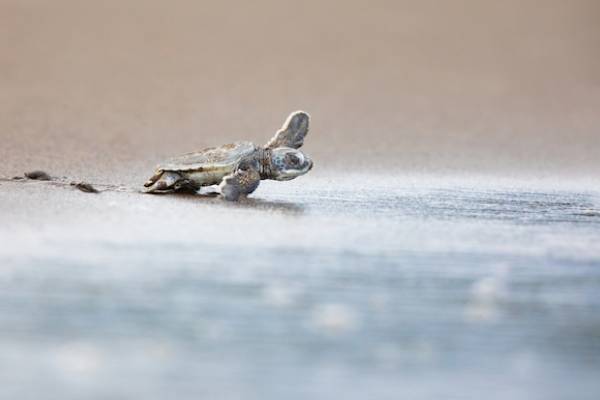 Padre Island National Seashore baby seaturtle  Padre Island National Seashore baby seaturtle
