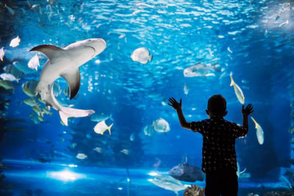aquarium