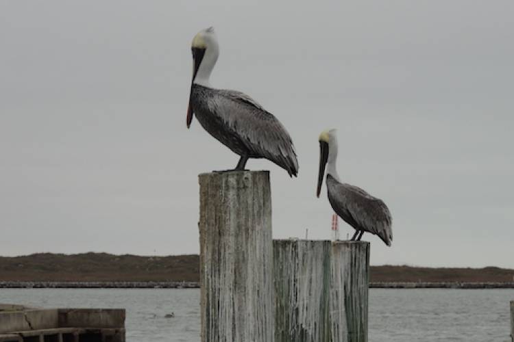 pelicans in port aransas texas