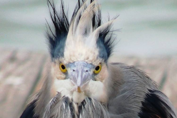 Blue Heron in Port Aransas Texas