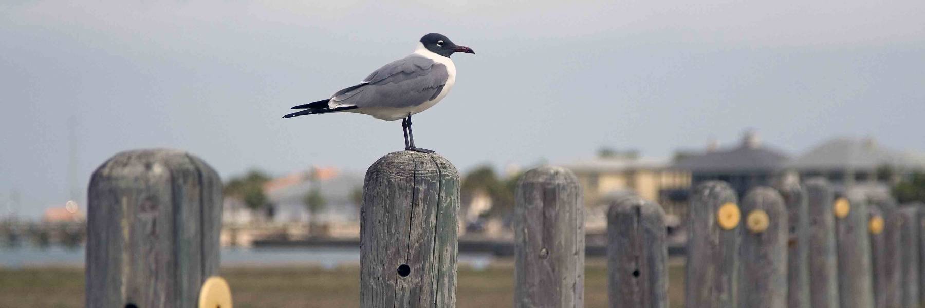 Bird on a post in Port Aransas Texas