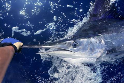 Deep Sea Fishing in Port Aransas Deep Sea Fishing in Port Aransas