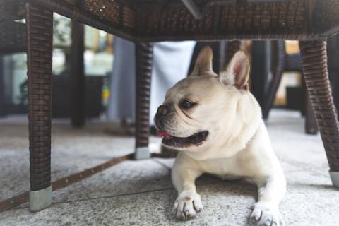 french bulldog at restaurant french bulldog at restaurant