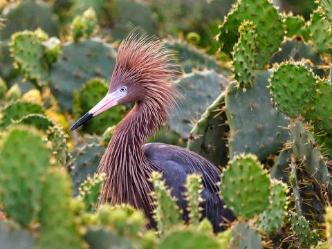 Bird in Port A, Texas