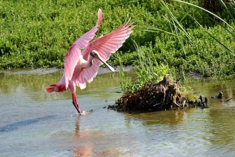 roseate spoonbills in port aransas texas roseate spoonbills in port aransas texas