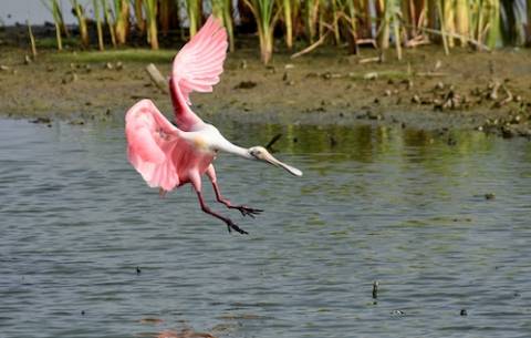 roseate spoonbills in port aransas texas roseate spoonbills in port aransas texas