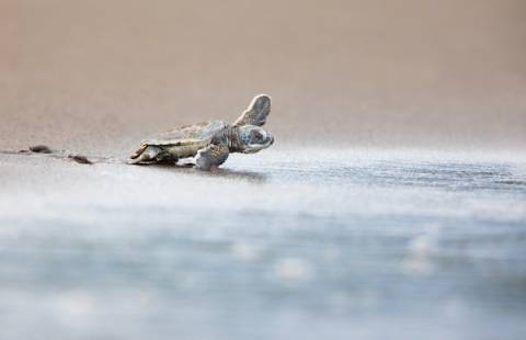 sea turtle on beach sea turtle on beach