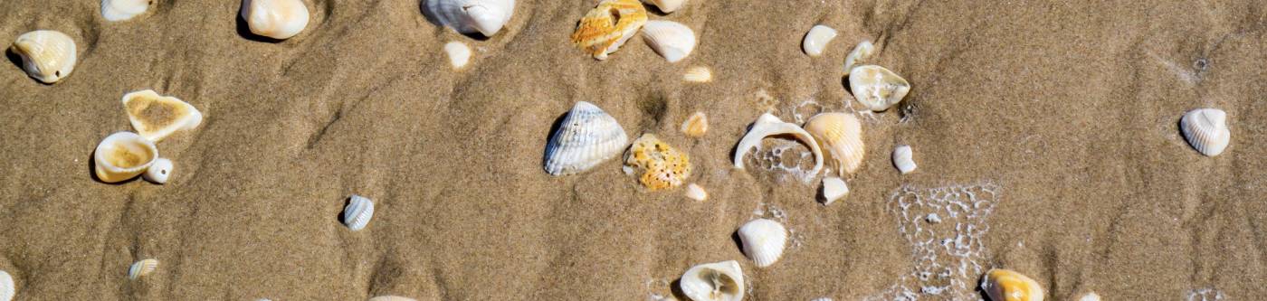 A view of Texas sea shells